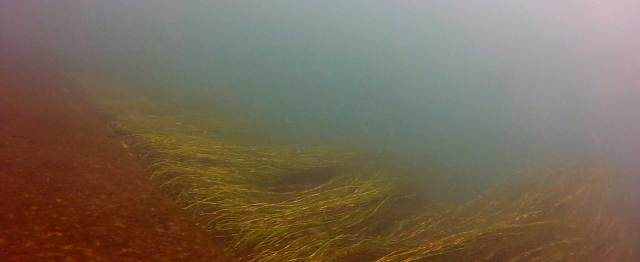 08-weeds-in-current-web